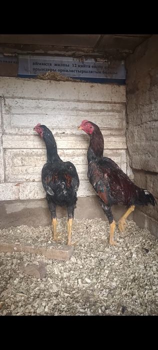 Дакан жужа сентябрьский