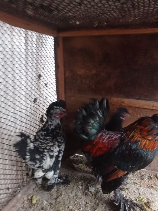 Японлар сотилади