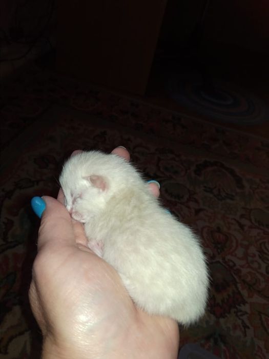 Отдам в добрые руки