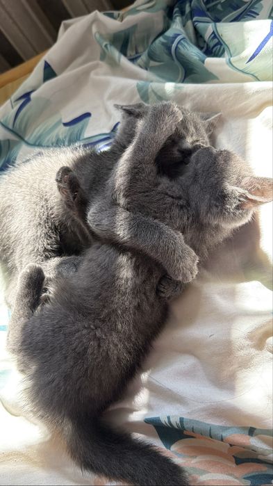 Отдам кошку, мысық тегін береміз