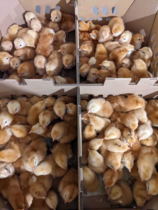 Statia de incubatie, pui de o zi, carne, mixt