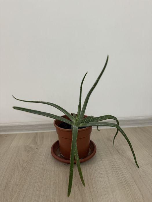 Продаю комнатные растения