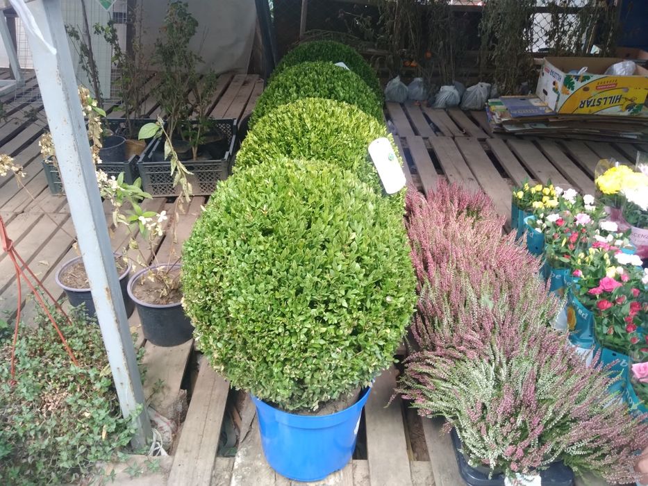 Садовник Агроном