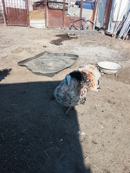 Домашние индюки годовалые – натуральный продукт