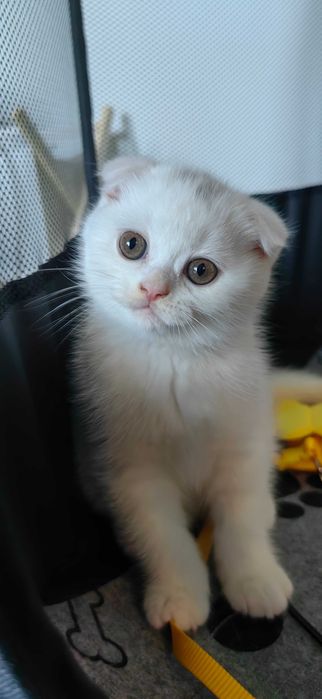 Шотландски клепоухи момченца