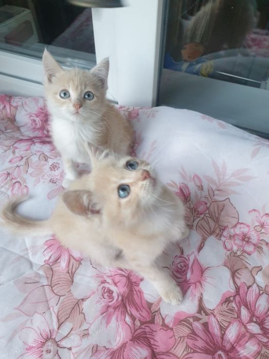 Шикарные котятки,мальчики!