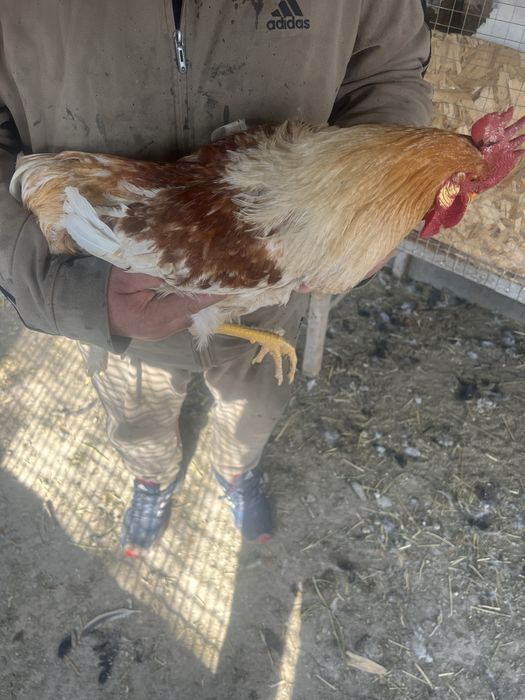 Әтештер сатамын! Продам петухов!