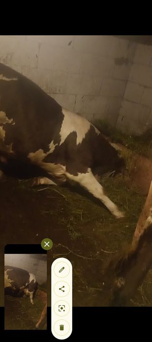 Vând taur un an și 4 luni