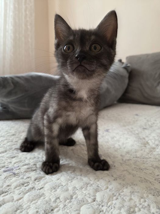 Отдаю котят в добрые руки!