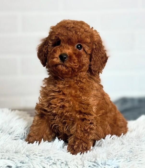 Vand Pudel red/roscat, baietel, 8 saptamani!