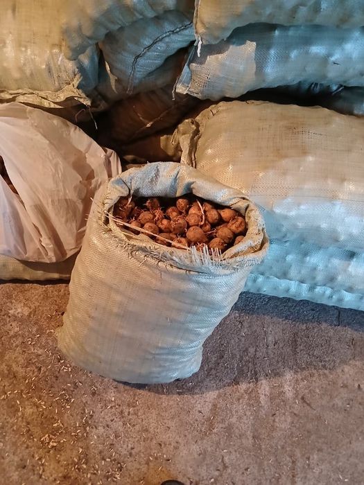 Картошка сорт Гала семенной
