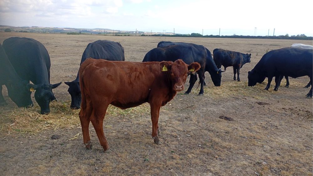 10 Vaci Aberdeen Angus cu viței