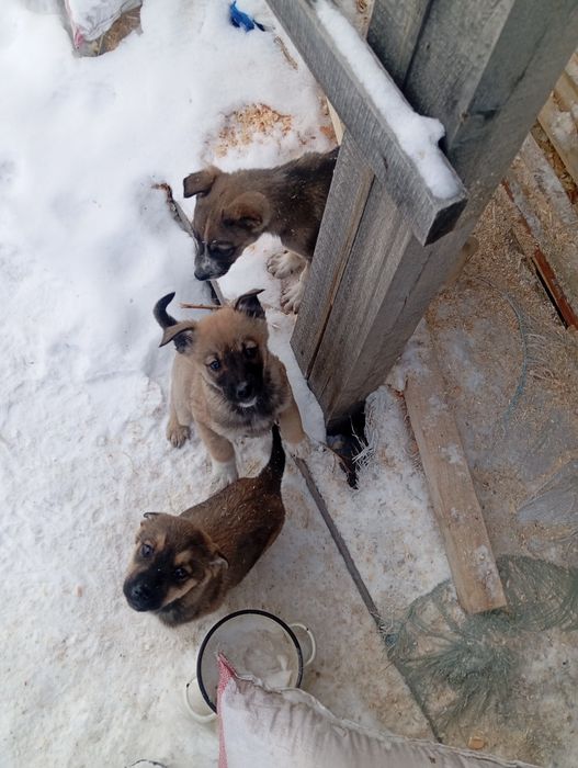 Щенки 2 месяца отдам