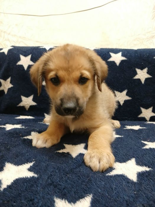 Шенок Щенки щенята собаки