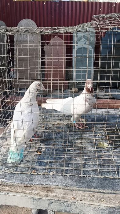 Голуби гульвадамы пара