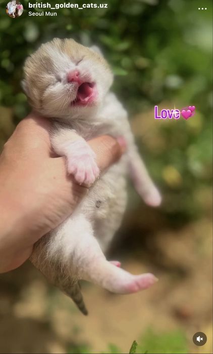 Чистокровные британская шиншила вокрас золота и серебро. ВЯЗКА