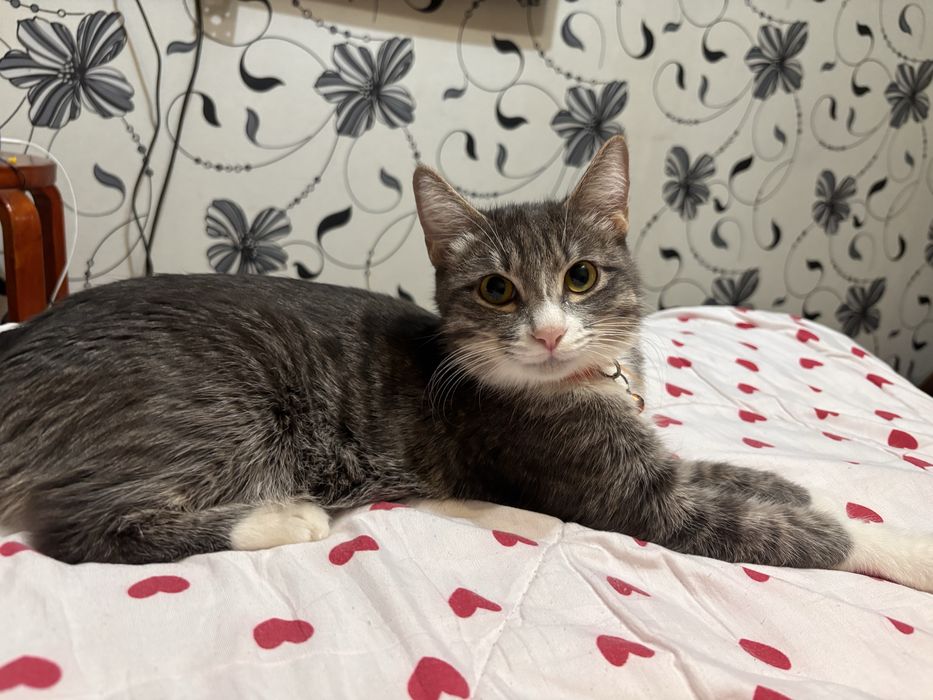 Кошка в хорошие добрые руки!