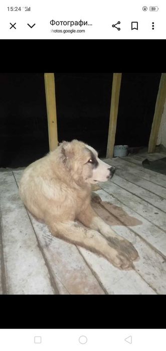 Собака Чистокровный тобет