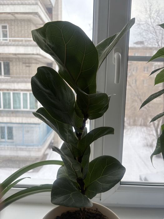 Продам фикус лирата