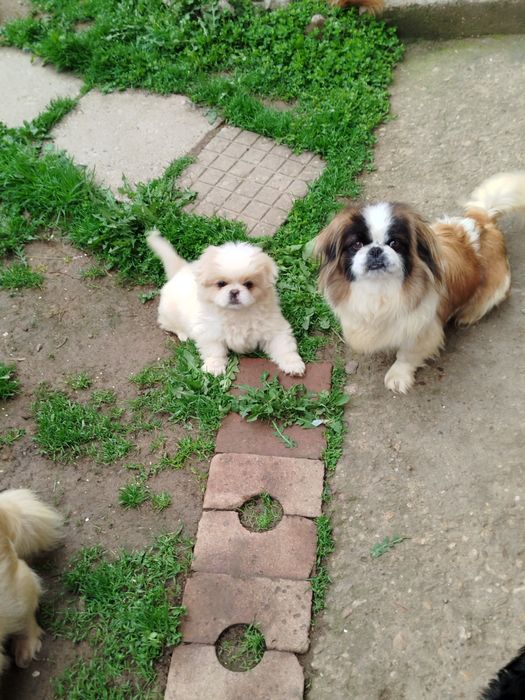 Пекинез бебета малки