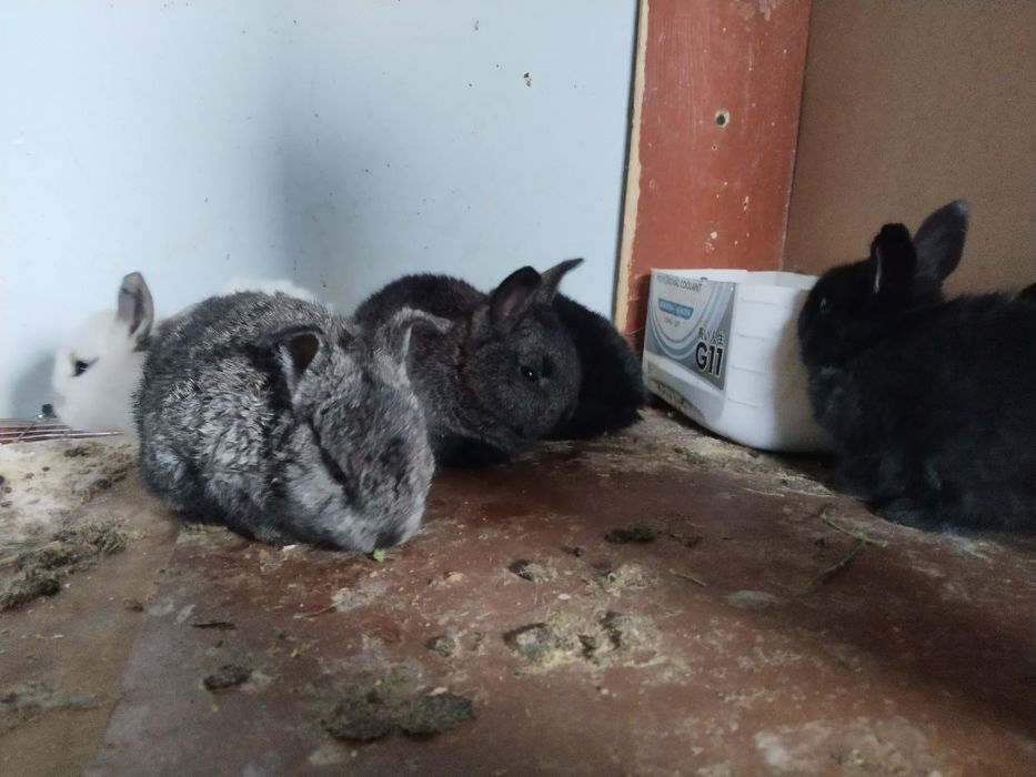 Хар хир пародали куйонлар сотилади