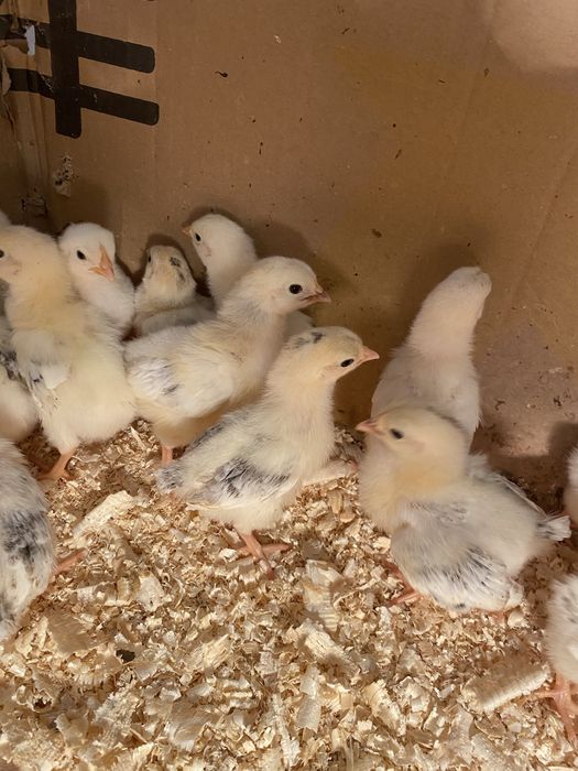 Цыплята породы Адлер.