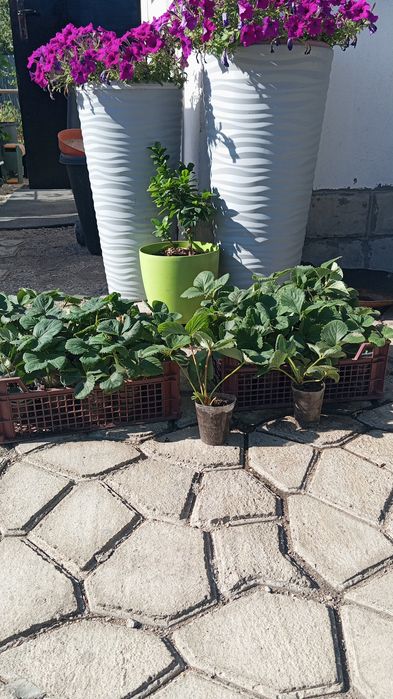 Сажнцы клубники укоренённые