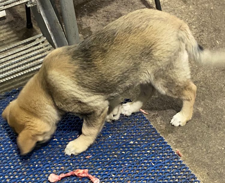 Собака, дворняжка, не мелкая