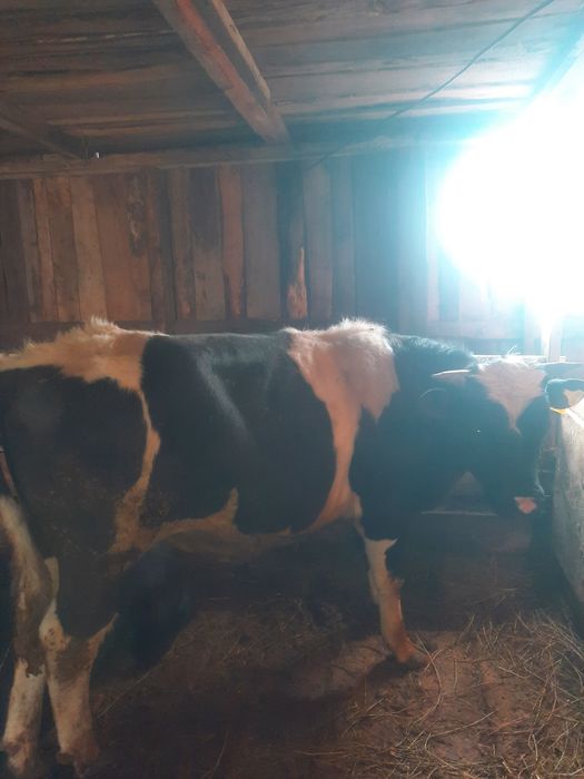 Продам бычка голштин