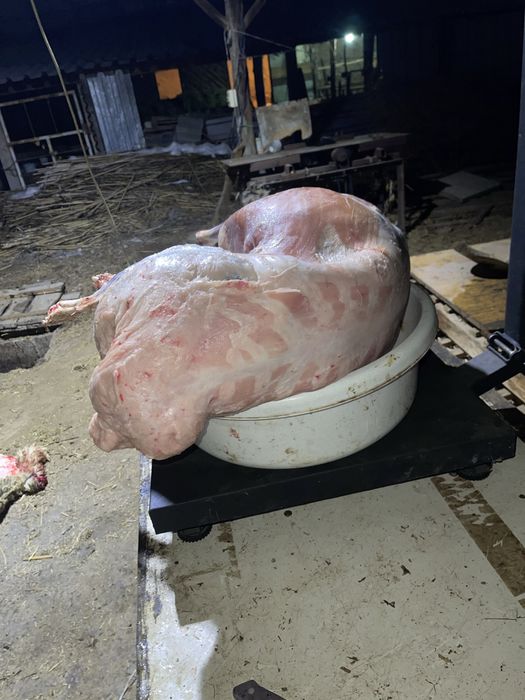 Бараны токтушки откорм