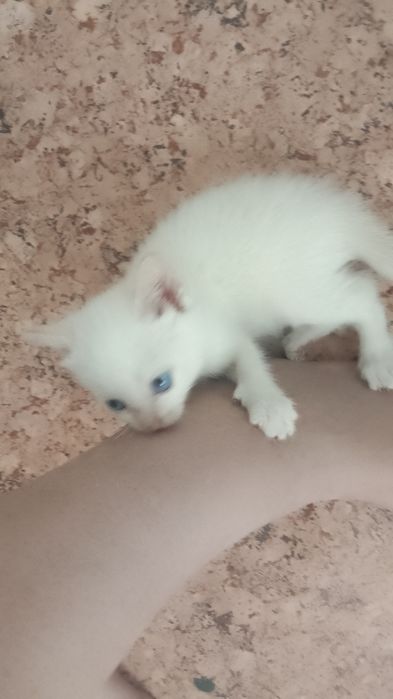 Срочно! Отдам котят,мышеловки.