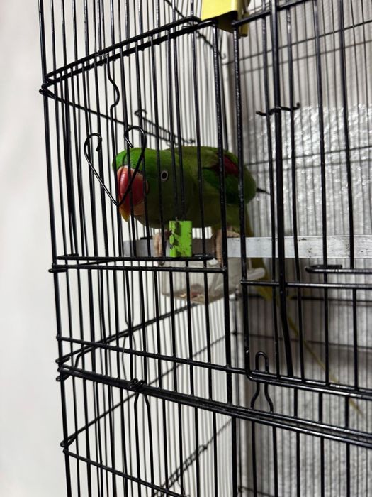 Papagal Marele Alexandru