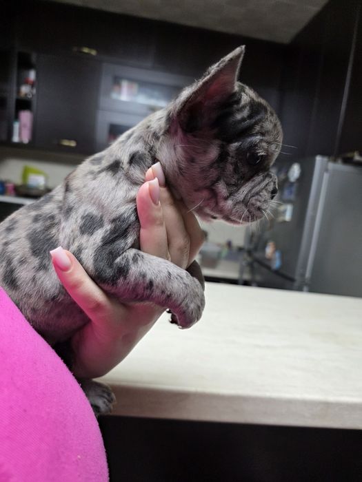 Бебета френски булдог