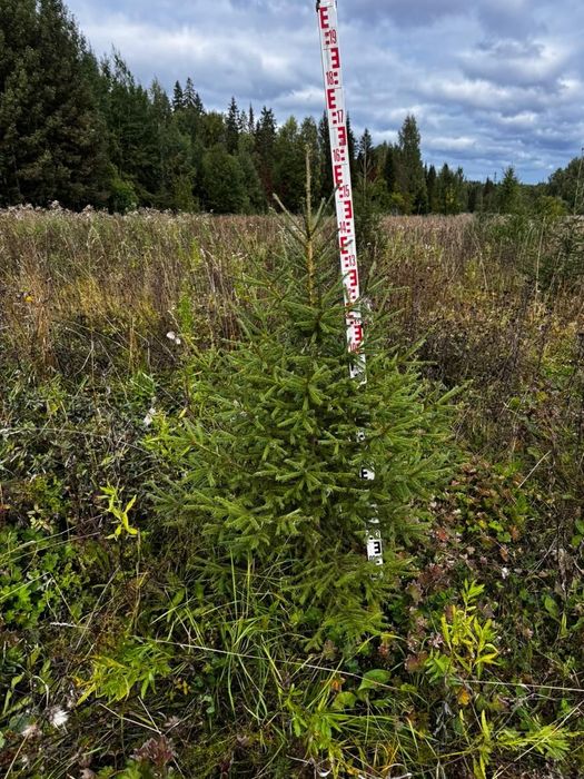 Ель сибирская в большом количестве