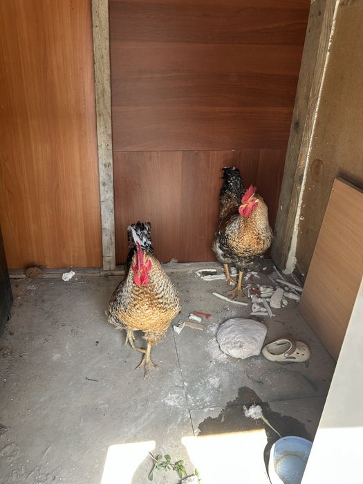 Питухи молодые крассивые