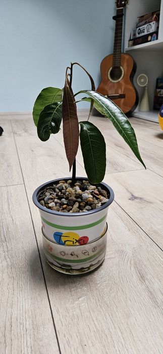 Copacel mango 30cm