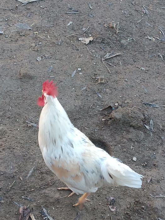 Jöja hörozla sotiladi soğlom hashaki