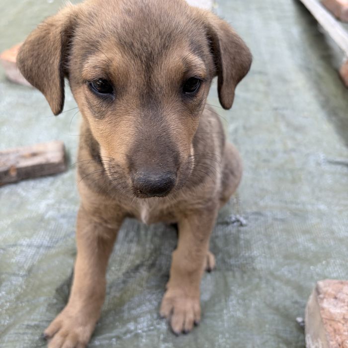 Adopție URGENTĂ: 3 pui de cățel metiș ,Avem 10 câini, nu-i putem ține!