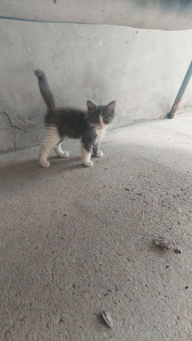 Кошки 3шт отдам даром