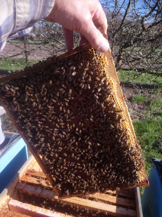 Vand familie de albine