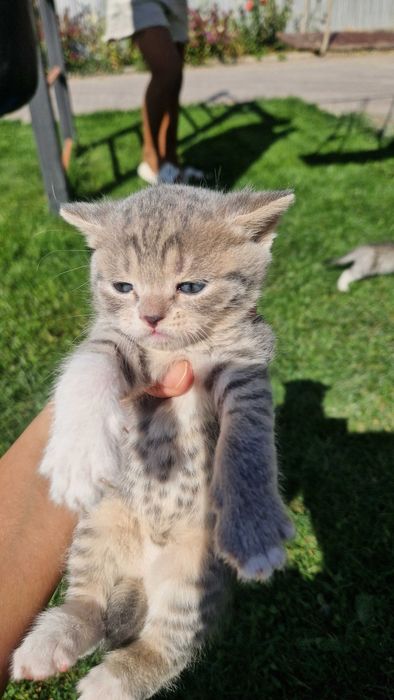 Котята милые красивые