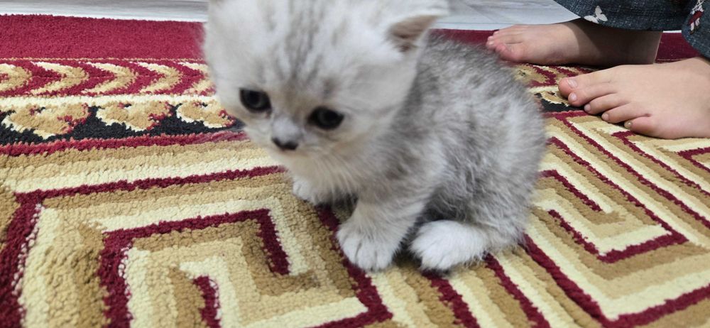 Котята , окрас голубое золото шиншила, серебристая шиншила