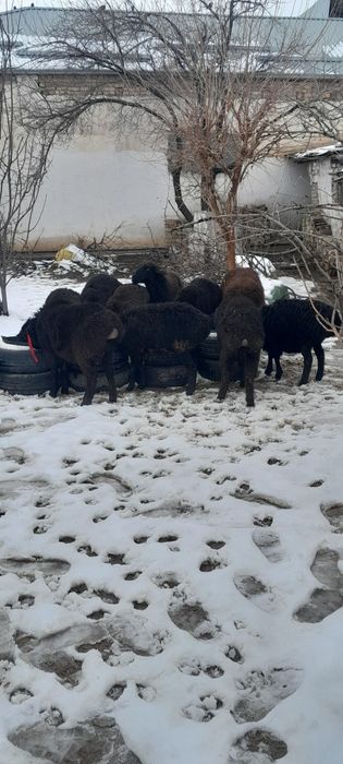 Куй ,кучкорлар , бугозкуй сотилади соглом
