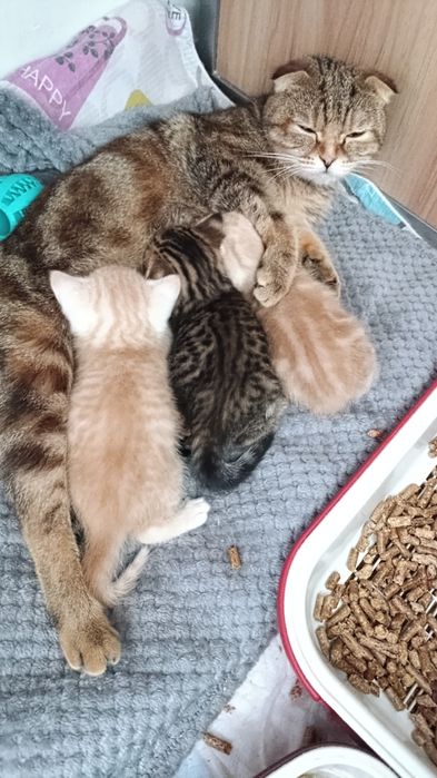 Котята Шотландские