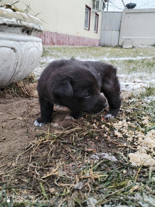 Бесплатно в добрые руки