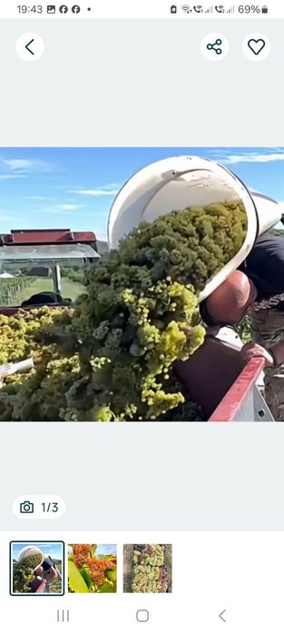 Struguri de vin direct de la producători agricoli din vie