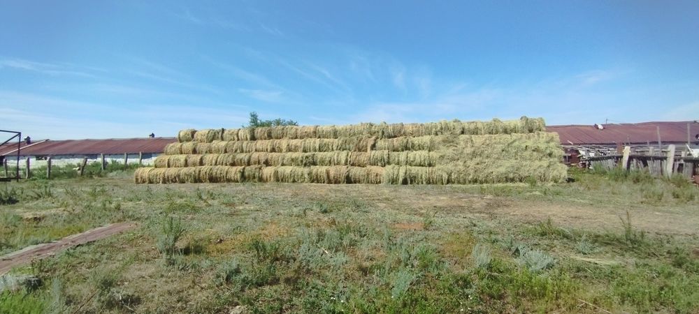 Продам сено в рулонах