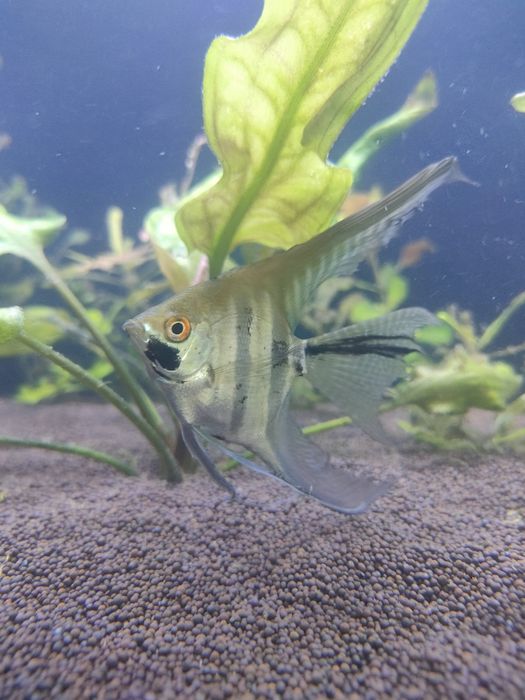 Скалярии балықтары