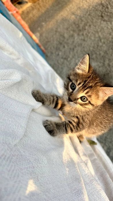 Отдам котят в добрые руки