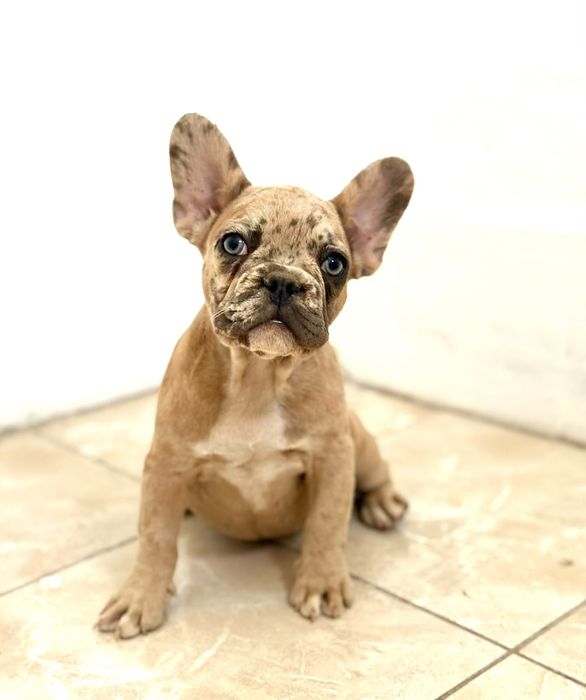 Bulldog francez fetita, ochii albastrii